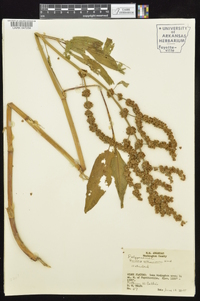 Rumex altissimus image