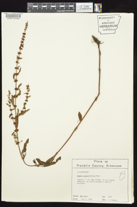 Rumex conglomeratus image