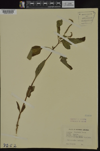 Heliotropium indicum image