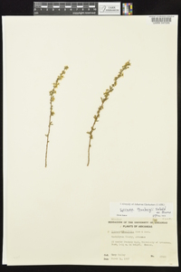 Spiraea thunbergii image