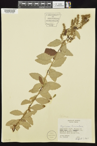 Spiraea tomentosa image