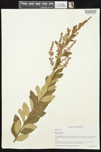 Spiraea tomentosa image