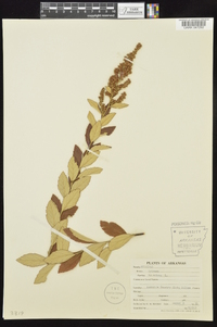 Spiraea tomentosa image
