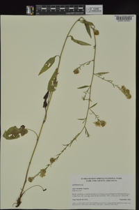 Symphyotrichum anomalum image
