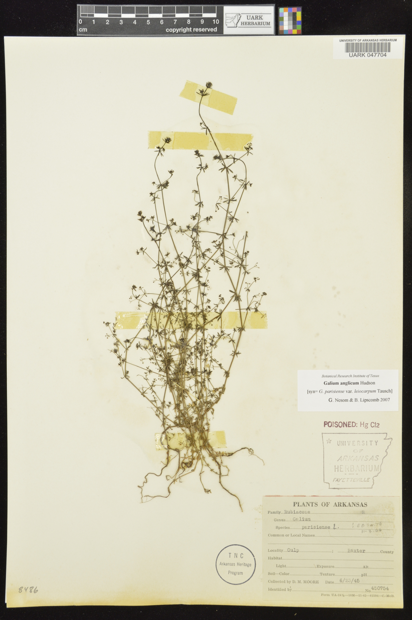 Galium anglicum image