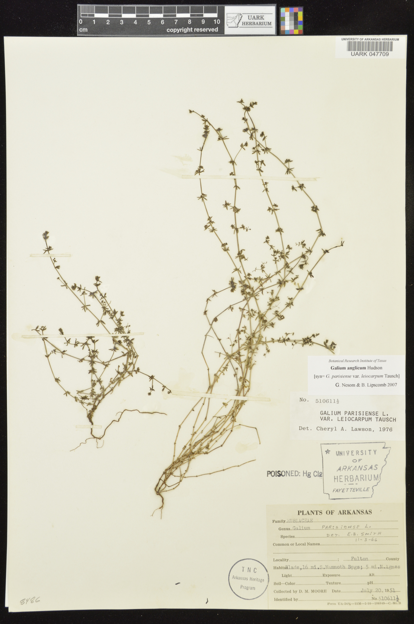 Galium anglicum image