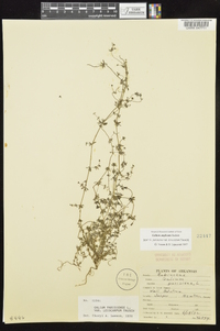 Galium anglicum image