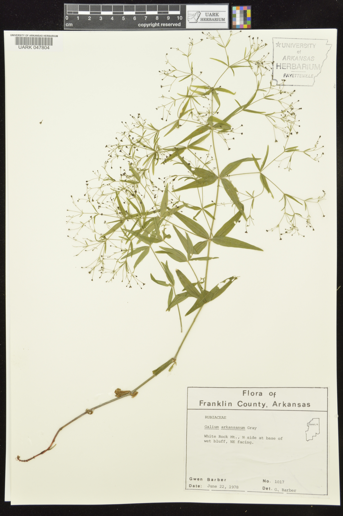 Galium arkansanum image