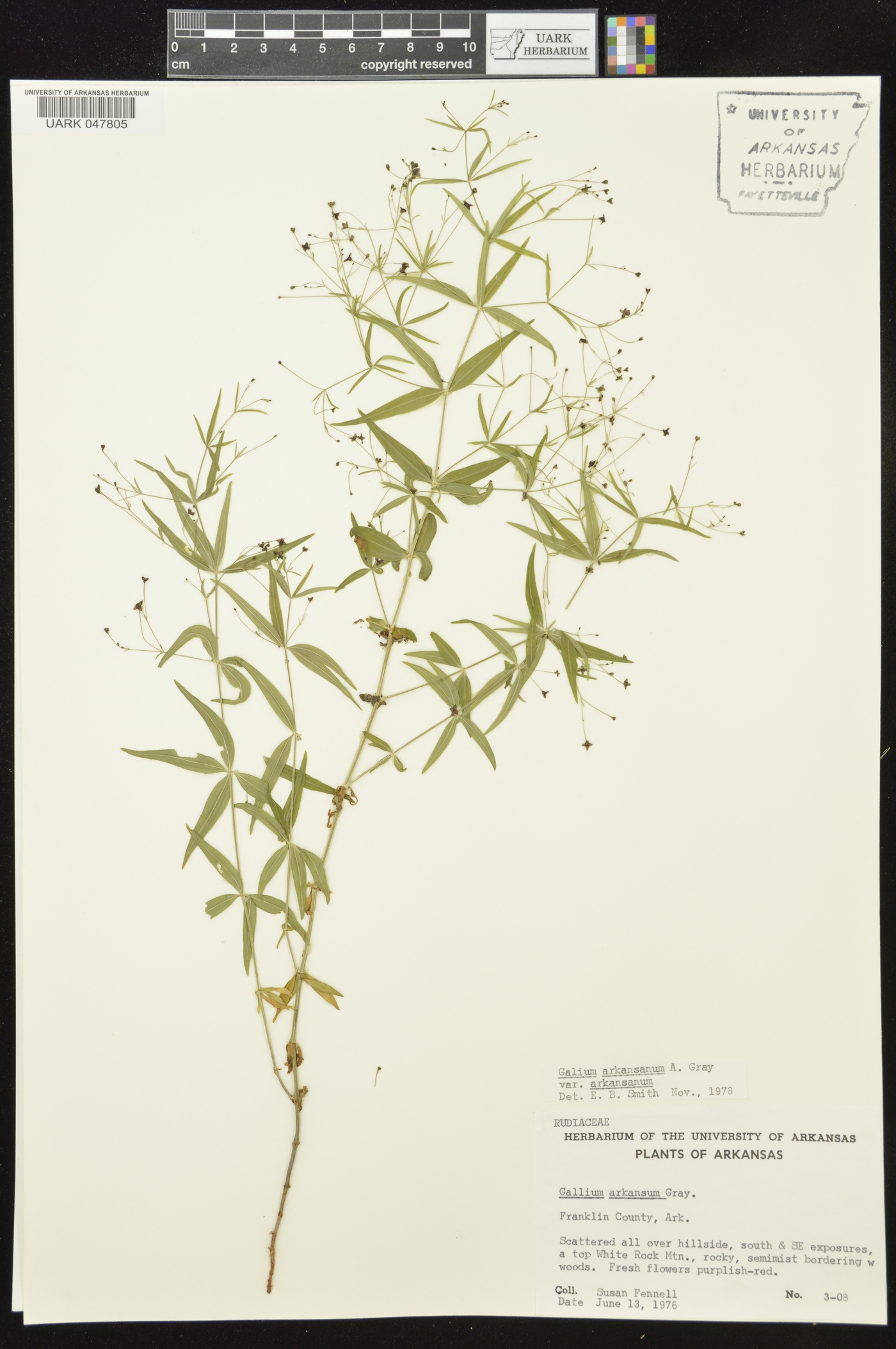 Galium arkansanum var. arkansanum image