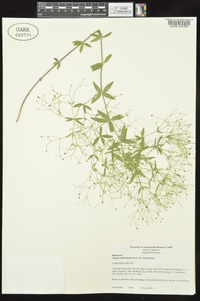 Galium arkansanum image