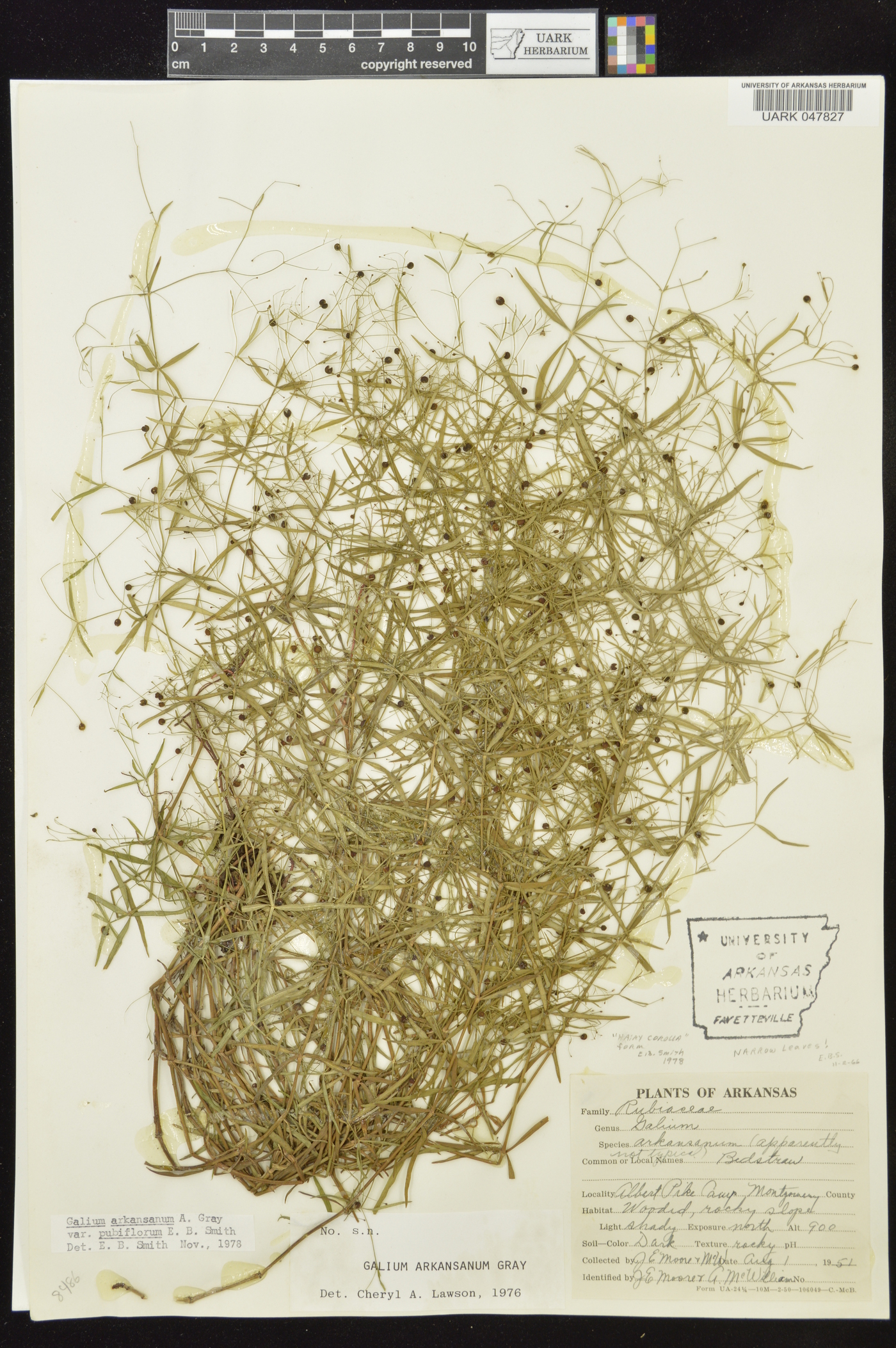 Galium arkansanum var. arkansanum image