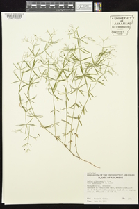 Galium arkansanum image