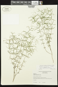 Galium arkansanum image