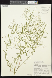 Galium arkansanum var. pubiflorum image