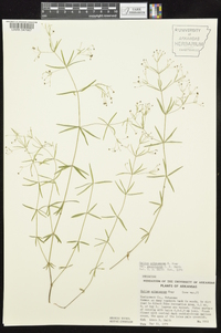 Galium arkansanum var. pubiflorum image