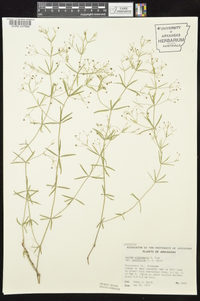 Galium arkansanum image