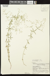 Galium arkansanum image