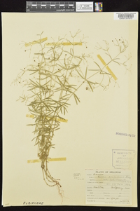 Galium arkansanum image