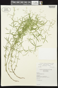 Galium arkansanum image