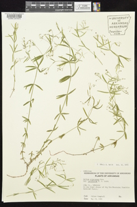 Galium arkansanum image