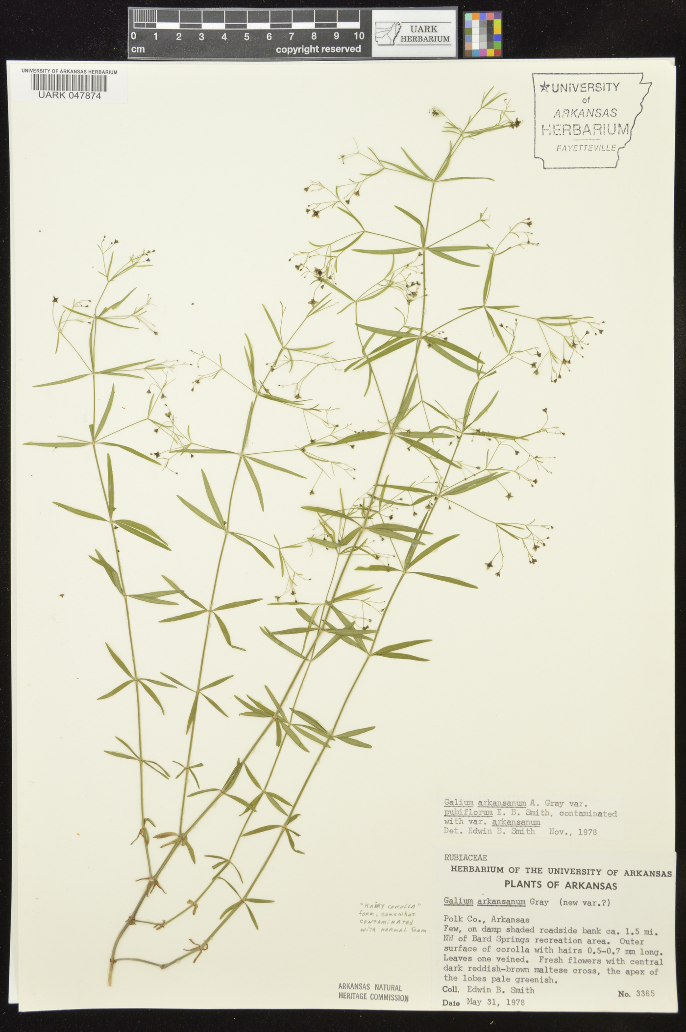 Galium arkansanum var. pubiflorum image