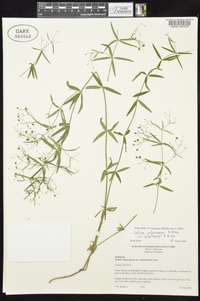 Galium arkansanum image