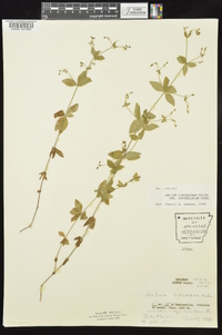 Galium circaezans var. hypomalacum image