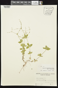 Galium circaezans var. circaezans image