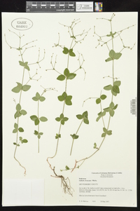 Galium circaezans image