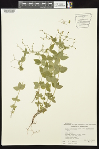 Galium circaezans image