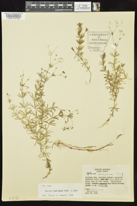 Galium concinnum image