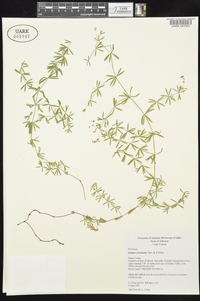 Galium concinnum image