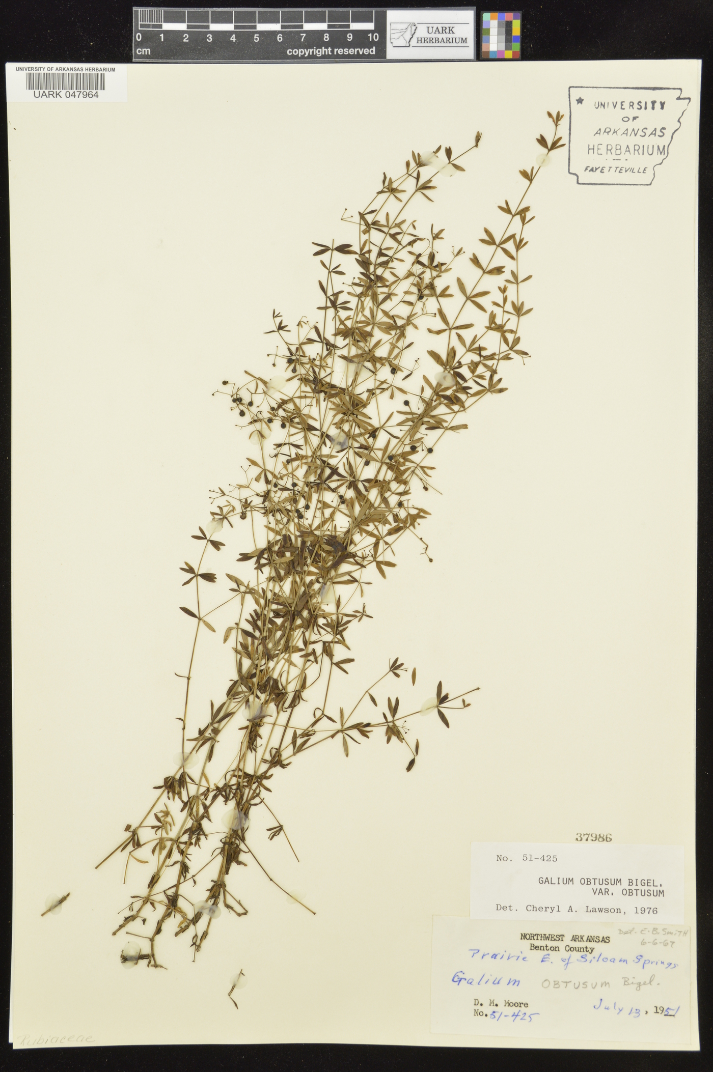 Galium obtusum var. obtusum image