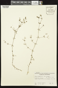 Galium obtusum subsp. obtusum image