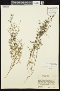 Galium obtusum image