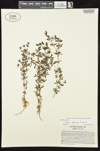 Galium obtusum image