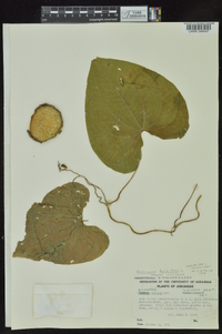 Dioscorea bulbifera image