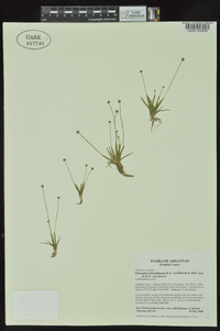 Eriocaulon koernickianum image