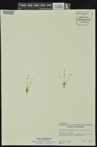 Eriocaulon koernickianum image