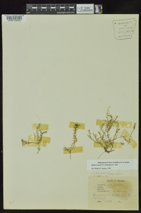 Elodea nuttallii image