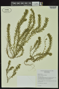 Hydrilla verticillata image