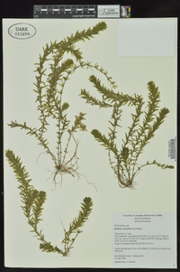 Hydrilla verticillata image