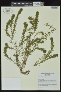 Hydrilla verticillata image