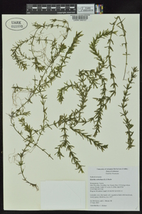 Hydrilla verticillata image