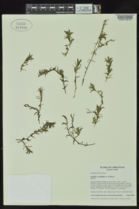 Hydrilla verticillata image