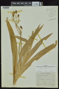 Iris domestica image