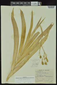 Iris domestica image