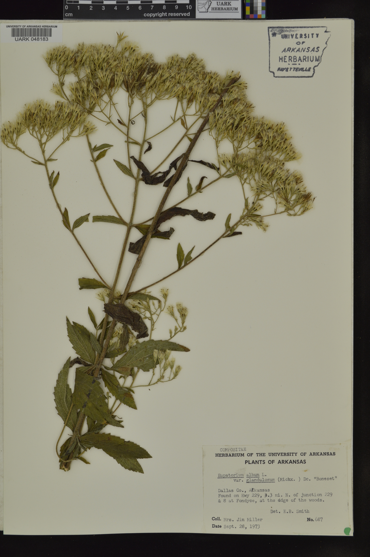 Eupatorium album var. album image
