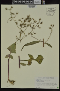 Lactuca floridana image