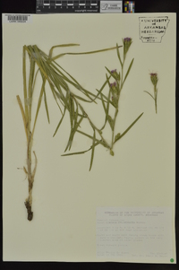 Liatris cylindracea image